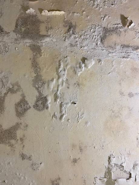 Best Post-Flood Mold Remediation in Clarcona, FL